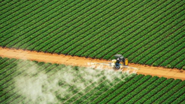Best Ant Control Services  in Ventress, LA