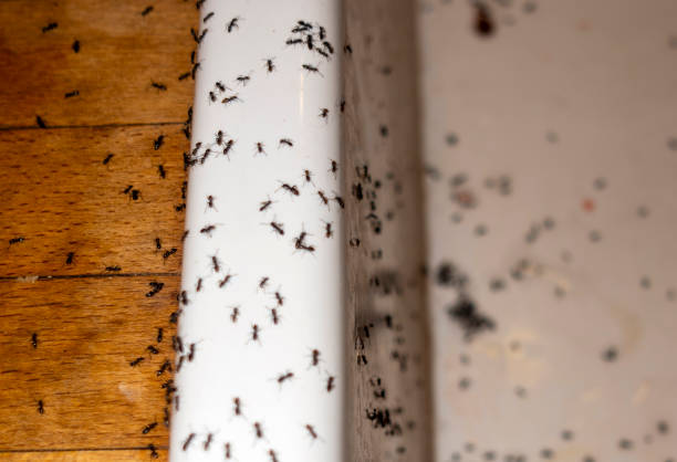 Best Spider Control Near Me  in Ventress, LA